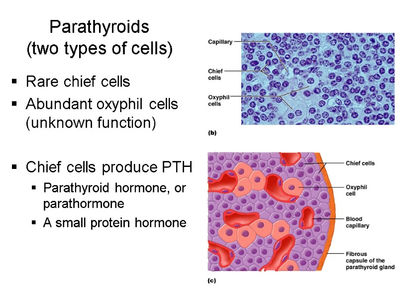 21 Parathyroids (two types of cells) Rare chief cells Abundant oxyphil cells (unknown function)